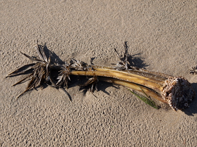 [A multi-stemmed stalk with leaves at the tops of the stalk (similar to a celery stalk?) with what appear to be suction cups at the bottom of the stalk where it was probably attached to the ocean floor before coming loose and landing on the beach.]